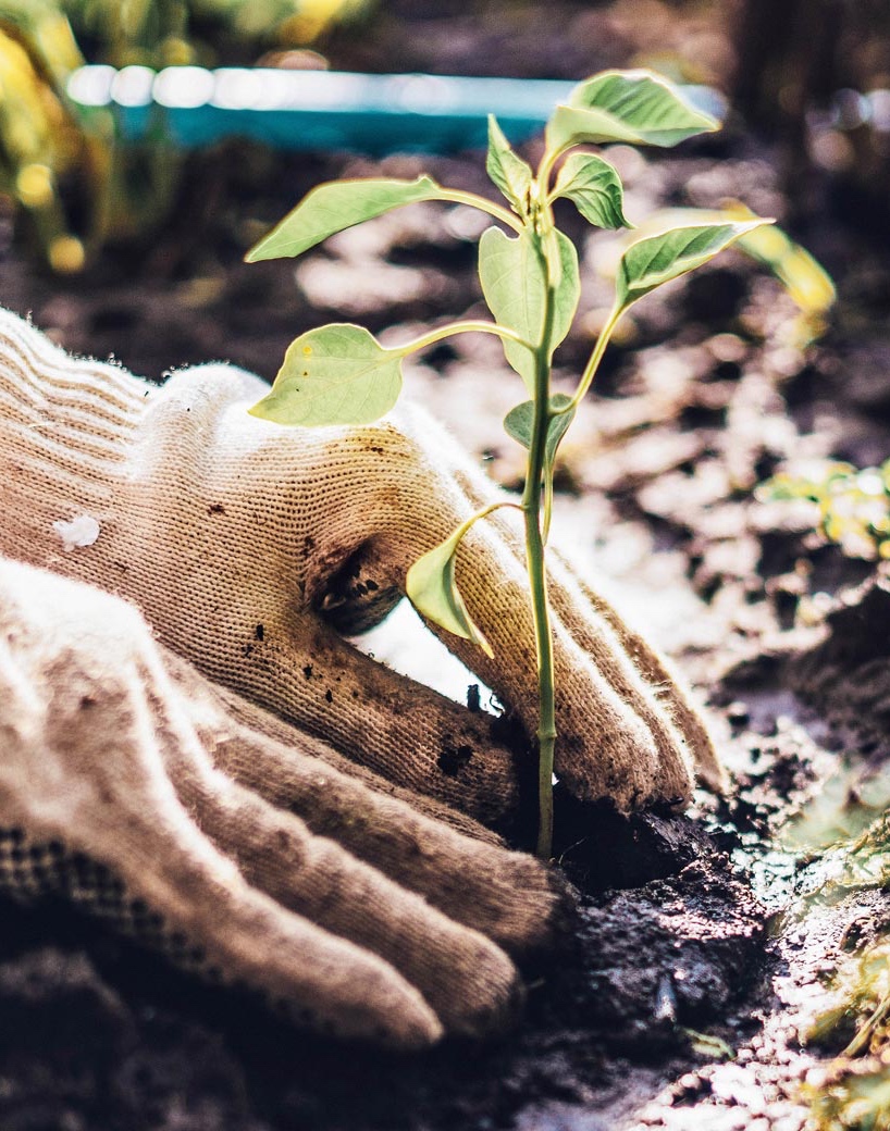 Planting and Landscaping